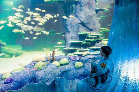 SEA LIFE Sydney Aquarium Entrance Ticket - Accommodation Daintree 28