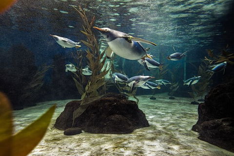 SEA LIFE Sydney Aquarium Entrance Ticket - Accommodation Daintree 29