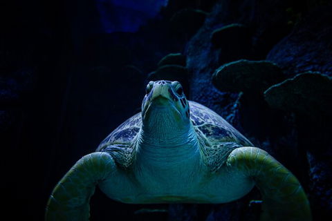 SEA LIFE Sydney Aquarium Entrance Ticket - Accommodation Daintree 33