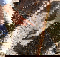 Bees on Keswick Island - Accommodation Daintree