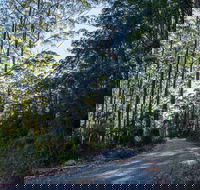 Hastings Forest Way Touring Route - Accommodation Daintree