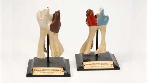 Henry Forman Atkinson Dental Museum - Accommodation Daintree 0