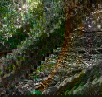 Hidden Treasure Track - Accommodation Daintree