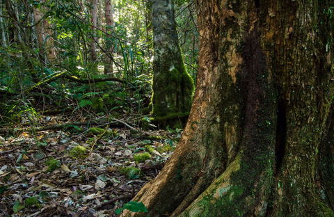 Hidden Treasure Track - Accommodation Daintree 0