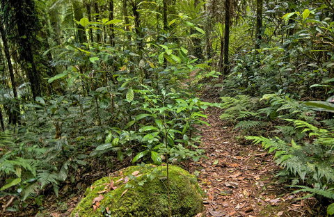 Red Cedar Loop - Accommodation Daintree 0