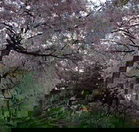 Wildwood Garden - Accommodation Daintree