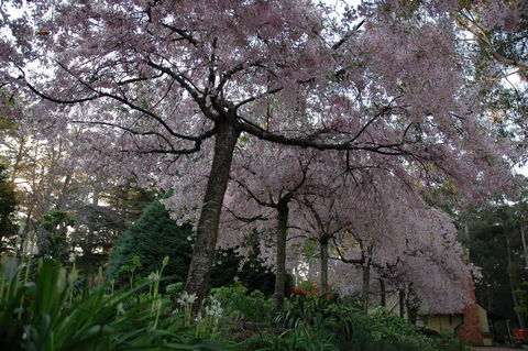 Wildwood Garden - Accommodation Daintree 0