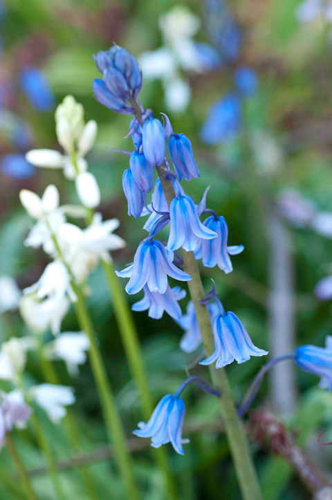 Wildwood Garden - Accommodation Daintree 1