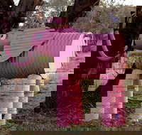 Animals on Bikes - Accommodation Daintree