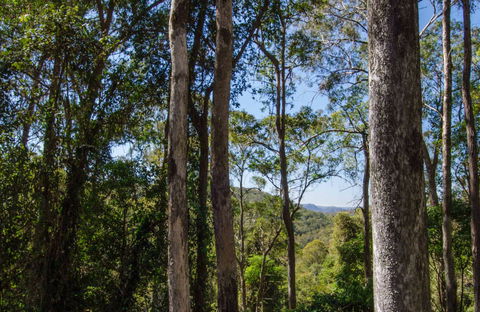 Basin Loop Track - Accommodation Daintree 0