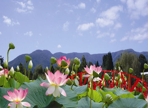 Blue Lotus Water Garden - Accommodation Daintree 0