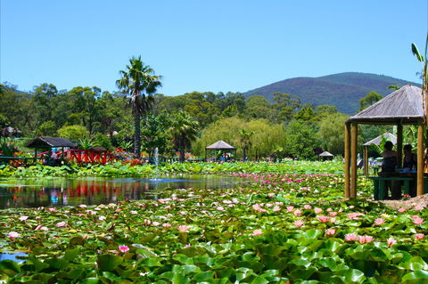 Blue Lotus Water Garden - Accommodation Daintree 1