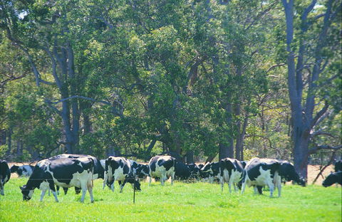 Boyanup - Accommodation Daintree 0