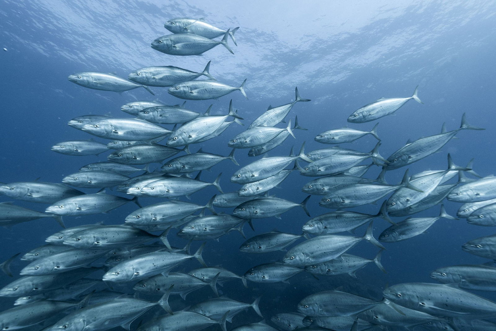 The Keppels QLD Accommodation Daintree