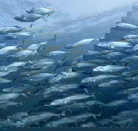 Egg Rock Dive Site - Accommodation Daintree