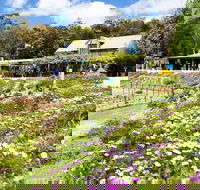 Kate's Berry Farm - Accommodation Daintree
