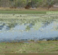 Leaning Tree Lagoon Nature Park - Accommodation Daintree