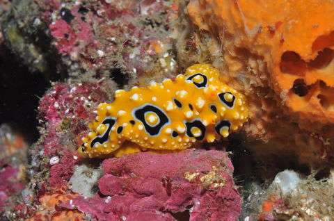 Magic Mountain Dive Site - Accommodation Daintree 0