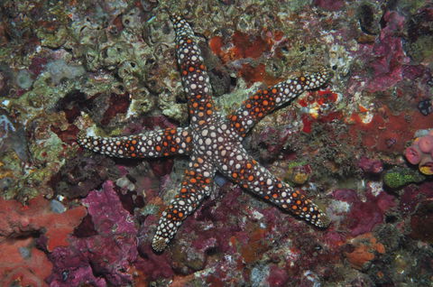 Magic Mountain Dive Site - Accommodation Daintree 1