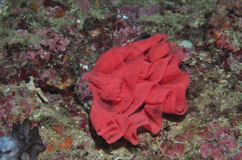 Magic Mountain Dive Site - Accommodation Daintree 2