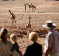 Monarto Safari Park - Accommodation Daintree