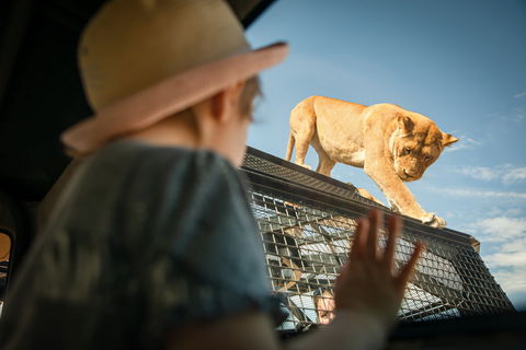 Monarto Safari Park - Accommodation Daintree 2