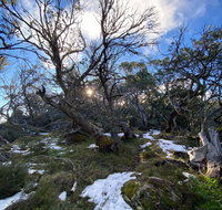 Mount Torbreck Summit Walk - Accommodation Daintree