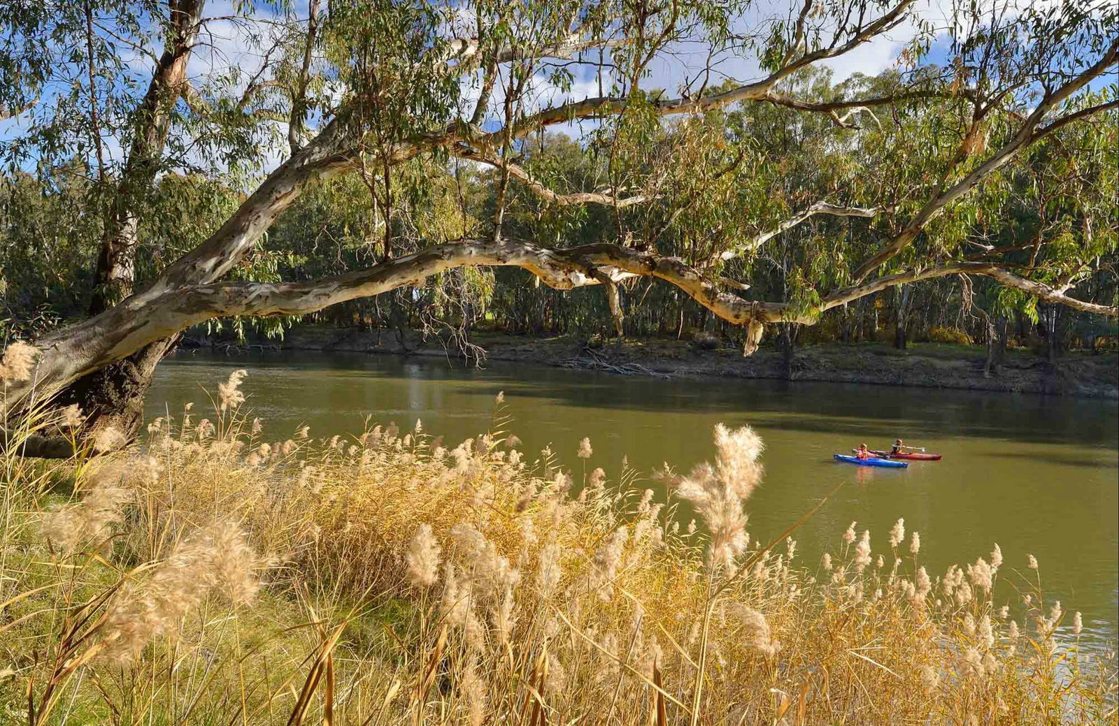 Yanga NSW Accommodation Daintree