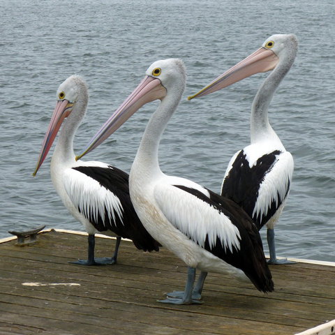 Pelican Feeding - Accommodation Daintree 0