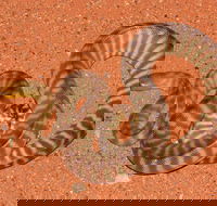 Red Desert Reptiles - Accommodation Daintree