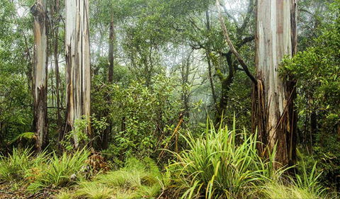 River Walking Track - Accommodation Daintree 0