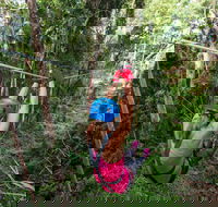 TreeTop Challenge - Sunshine Coast - Accommodation Daintree