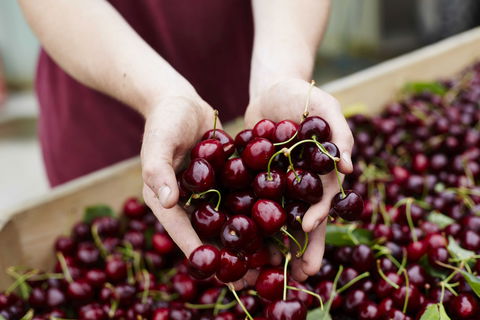 Yarra Valley Cherries - Accommodation Daintree 0