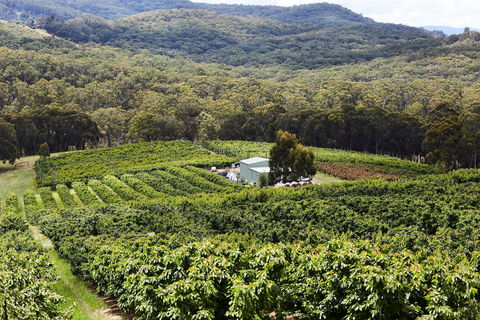 Yarra Valley Cherries - Accommodation Daintree 2