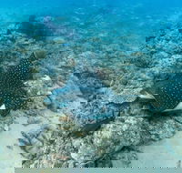 Child Island Dive Site - Accommodation Daintree