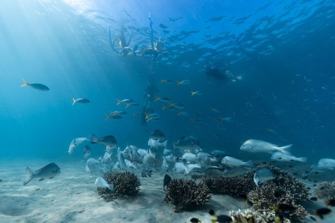 Child Island Dive Site - Accommodation Daintree 1