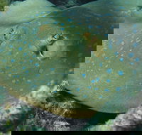 Fitzroy Island Dive Site - Accommodation Daintree