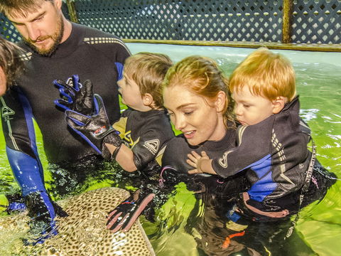 Irukandji Shark And Ray Encounters - Accommodation Daintree 1