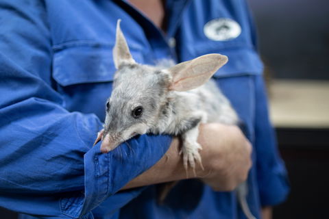 9 Day Outback Adventure - Accommodation Daintree 0