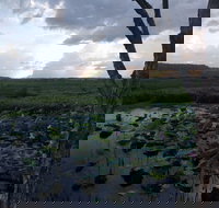 Fogg Dam Conservation Reserve - Accommodation Daintree