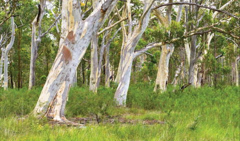 Freshwater Track - Accommodation Daintree 0