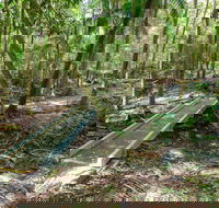 Old Bottlebutt - Accommodation Daintree