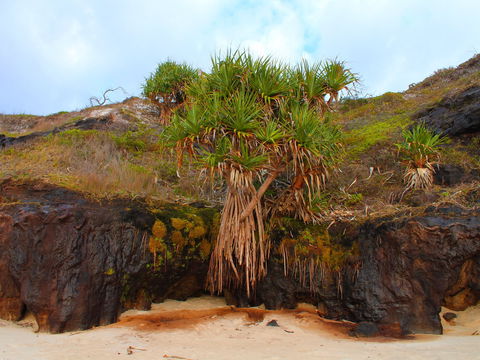 One Man Bluff - Accommodation Daintree 2