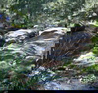 Towarri National Park - Accommodation Daintree