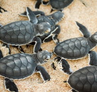 Turtle Nesting Season - Accommodation Daintree