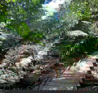 Wirrawilla Rainforest Walk - Accommodation Daintree