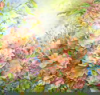 Barossa Chateau Artist in Residence - Accommodation Daintree