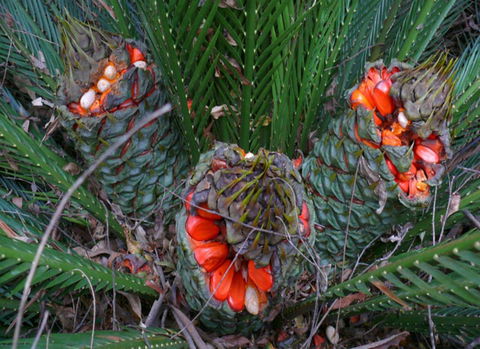 Chaelundi National Park - Accommodation Daintree 1