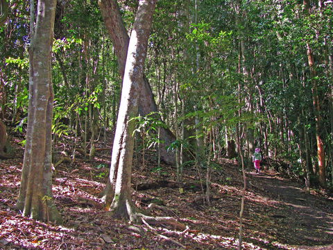 Cooyar - Accommodation Daintree 1