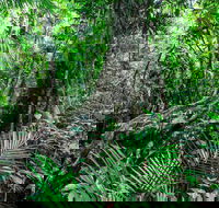Djiru National Park - Accommodation Daintree